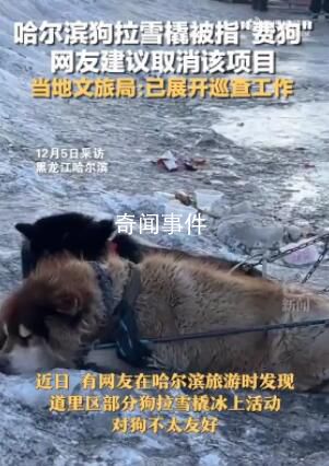 哈爾濱回應網友建議取消狗拉爬犁 引起許多網友關注
