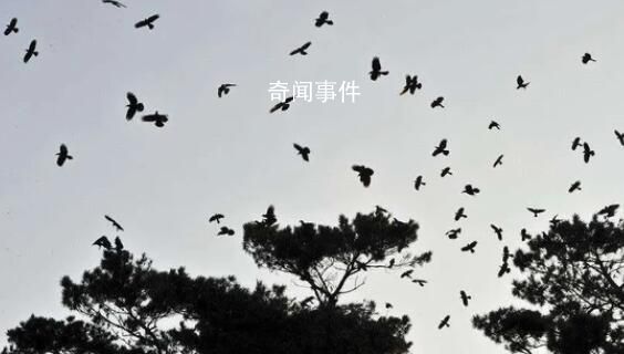 菲律賓近海地震:鳥(niǎo)群飛舞房屋搖晃