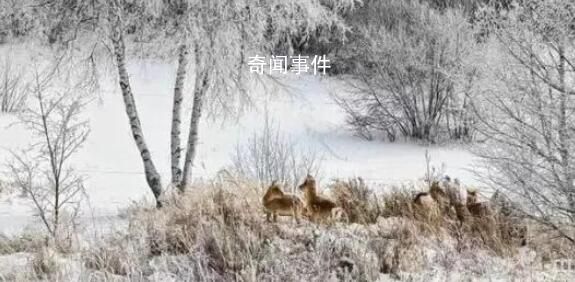 上萬只蒙古野生黃羊跨越中蒙邊境