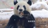 萌蘭滾了一身炸裂糖霜 網友：這是可鹽可甜的雪佛蘭呀