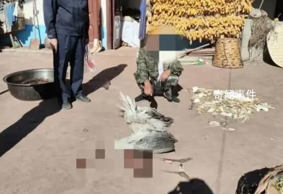 男子殺害“高原神鳥”烹食被刑拘 系國家一級重點保護野生動物