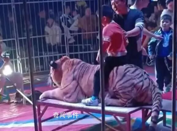 廣西一馬戲團讓孩子騎老虎拍照