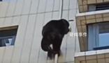 廣東有猩猩爬居民樓?物業(yè):沒抓住