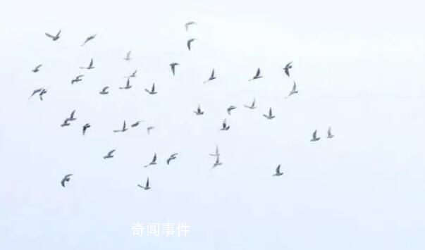 全網(wǎng)等待的故宮初雪圖來了