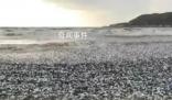 日本北海道海岸現(xiàn)大量沙丁魚(yú)尸體 目前原因不明