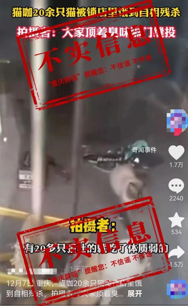 貓咖20只貓餓到互相殘殺?店主回應(yīng)