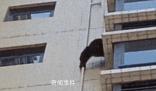 黑猩猩攀爬居民樓?專(zhuān)家:是藏酋猴