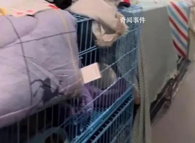 一輛載有950余只貓的運貓車被攔截