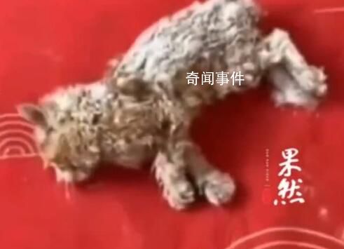 小貓雪天被凍僵女子用吹風(fēng)機(jī)救活