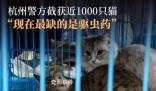 愛貓失蹤90后女孩暗訪整條產業鏈