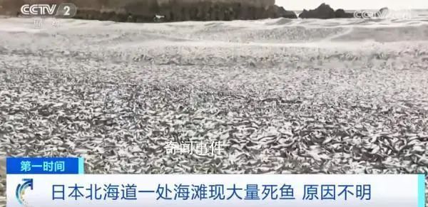 日本一月出現(xiàn)兩次死魚潮 漁港內(nèi)部分死魚已經(jīng)腐爛