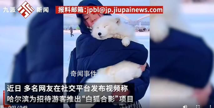 哈爾濱景區(qū)回應(yīng)請白狐迎客:不咬人