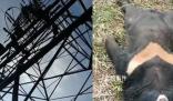 黑熊爬上高壓電塔觸電死亡 電力已恢復供應