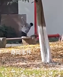 男生校內(nèi)拳打女友?校方:情侶小糾紛