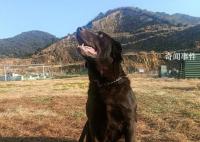 浙江5條退役警犬找領養(yǎng) 參加過搶險救災見過大場面