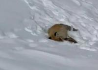 網紅狐貍死在雪地里 網友評論：不打擾才是愛