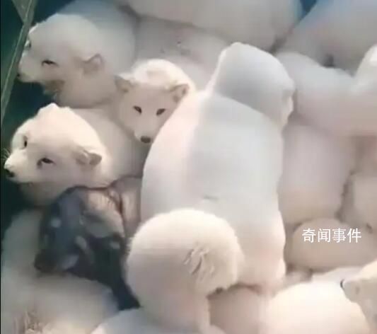 一車白狐即將運(yùn)往哈爾濱 這一瞬間引起了諸多討論