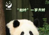 大熊貓和葉是女孩 對(duì)此你怎么看
