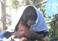 廣州動(dòng)物園猩猩冷到披上毯子
