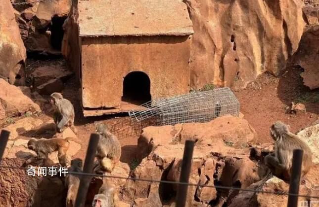 實地探訪昆明動物園轉移貓咪 兩只貓全天未出現