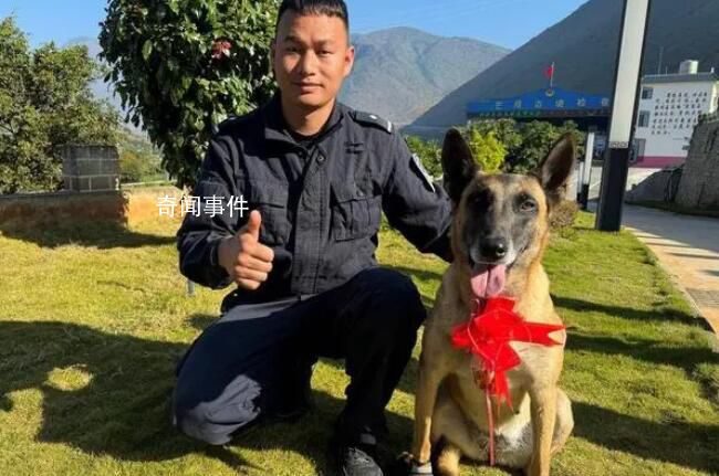 功勛犬執勤被鋼釘扎破腳掌