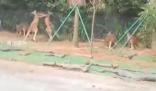 廣州一動(dòng)物園兩只袋鼠對(duì)打到飛起