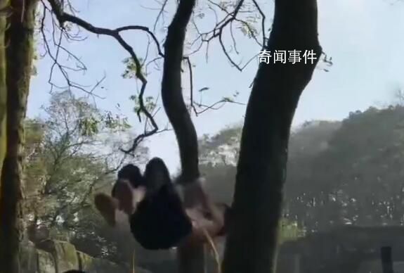 重慶70歲大爺逆生長:滿頭烏黑發(fā)
