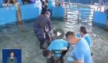 鯨擱淺三亞一天要吃40斤魷魚(yú)