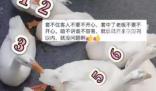 男子套大鵝精準打擊 收獲滿滿
