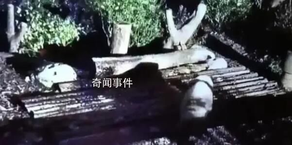 花花被遺忘外場 飼養員被解雇
