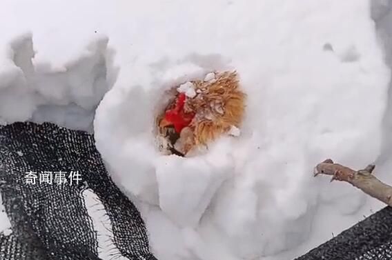 主人撿雞蛋發(fā)現(xiàn)雞被雪埋3天還活著 當時它應(yīng)該是在下蛋被大雪掩埋了