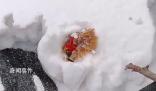 主人撿雞蛋發現雞被雪埋3天還活著 當時它應該是在下蛋被大雪掩埋了