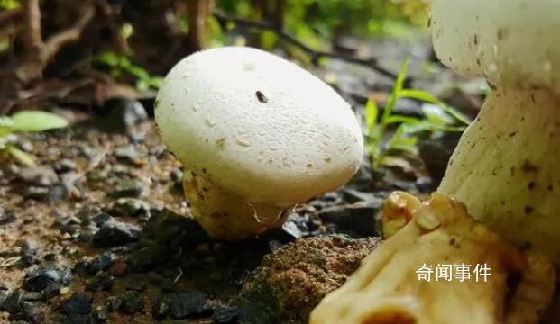 黑土又回了白云6噸奶 是兩地友誼的見證