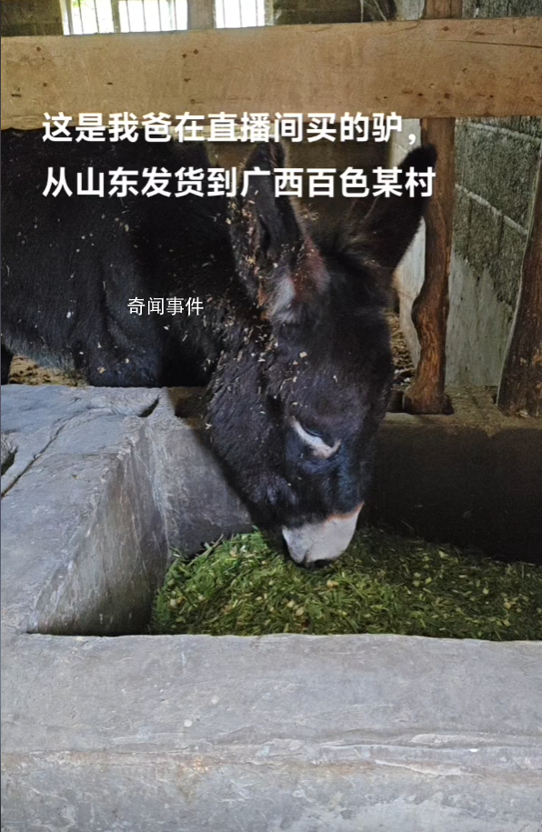 大哥回應直播間賣活驢:賣了上千頭