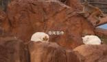 昆明動(dòng)物園通報(bào)猴貓共處 將貓與猴關(guān)在一起不合適