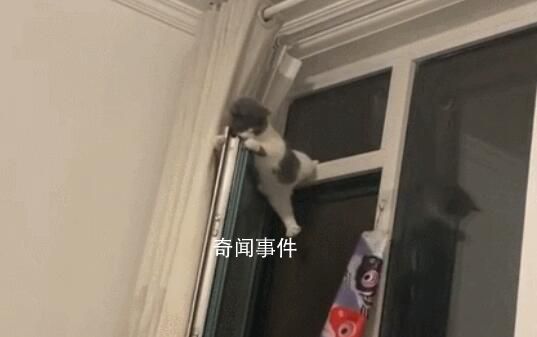 小貓?zhí)洗皯舯豢跅U中間 貓：還不快抱我下來