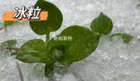 湖北已出現(xiàn)冰粒等七種降水形態(tài) 湖北降水相態(tài)類型復(fù)雜