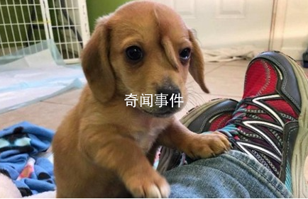 動(dòng)物取名大賽是什么梗 動(dòng)物取名大賽是什么意思